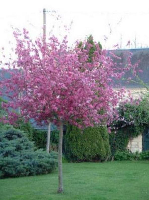克洛斯德拉礼拜堂 - 紫藤庐度假屋 La Chapelle-sur-Loire 外观 照片